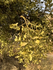 Phoradendron leucarpum tomentosum