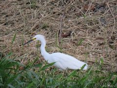 Egretta thula