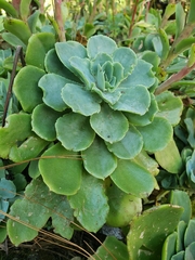 Echeveria