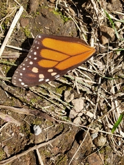 Danaus plexippus