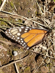 Danaus plexippus