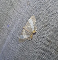 Opisthoxia miletia