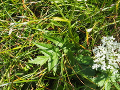Heracleum austriacum