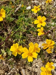 Bidens anthemoides