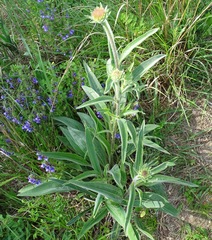 Echinacea angustifolia