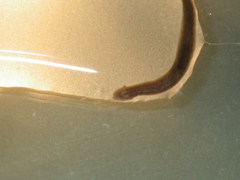 Girardia tigrina