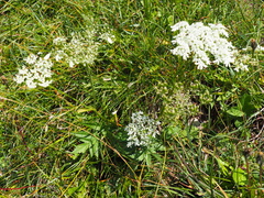 Heracleum austriacum