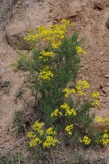Senecio linifolius