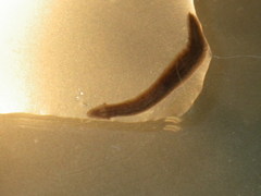 Girardia tigrina