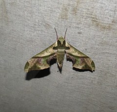 Adhemarius dariensis