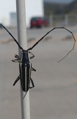 Sphaenothecus trilineatus