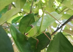 Stilpnochlora quadrata