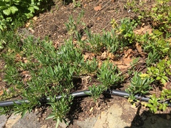 Amelanchier stolonifera