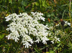 Heracleum austriacum