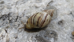 Discoleus aguirrei