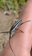 Sphaenothecus trilineatus