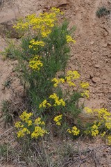 Senecio linifolius