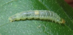 Megalota