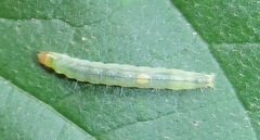 Megalota