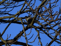Sturnus vulgaris