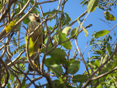 Rupornis magnirostris