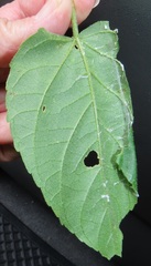 Megalota