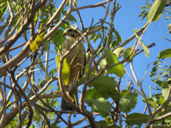 Rupornis magnirostris