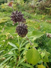 Salvia clinopodioides