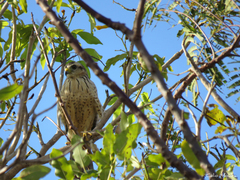 Rupornis magnirostris