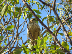 Rupornis magnirostris