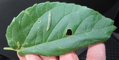 Megalota
