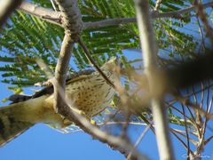 Rupornis magnirostris