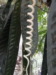 Anthurium wendlingeri