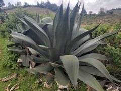Agave inaequidens