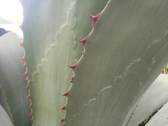 Agave inaequidens