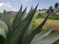 Agave inaequidens