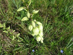 Yucca arkansana