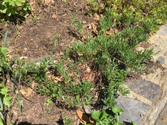 Amelanchier stolonifera