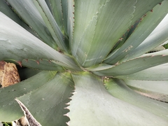 Agave inaequidens