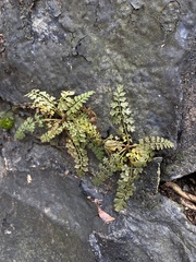 Corydalis cheilanthifolia