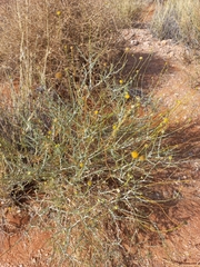 Pentzia argentea