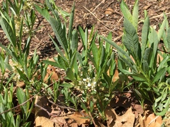 Amelanchier stolonifera