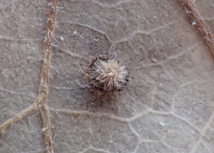 Neuroterus argentatus