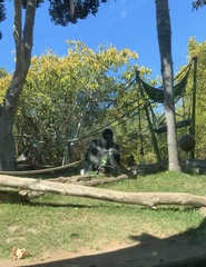 Gorilla