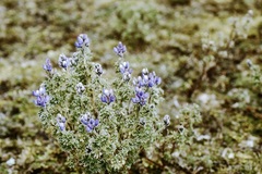 Lupinus microphyllus