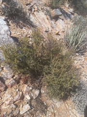 Portulacaria fruticulosa