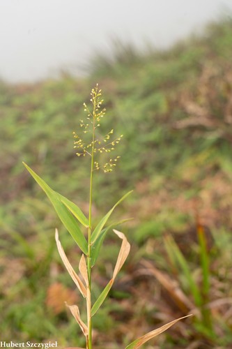 Isachne distichophylla