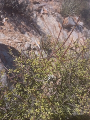 Portulacaria fruticulosa