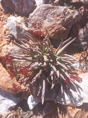 Crassula macowaniana