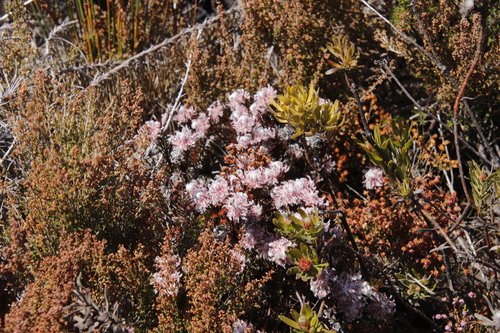 Image of Serruria rostellaris by (c) Tony Rebelo, some rights reserved (CC BY-SA)